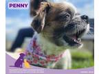 Adopt Penny a White Shih Tzu / Mixed dog in Eighty Four, PA (39455553)