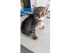 Adopt Serrano a All Black Domestic Shorthair / Domestic Shorthair / Mixed cat in