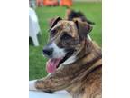 Adopt Magic a Plott Hound / Mixed dog in New Orleans, LA (39544652)