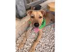 Adopt Boomer a Tan/Yellow/Fawn - with White Labrador Retriever / Mixed dog in