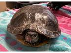Adopt Waddles a Turtle - Water reptile, amphibian, and/or fish in El Cajon