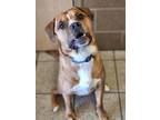 Adopt Milo a Brown/Chocolate Boxer / Golden Retriever / Mixed (short coat) dog