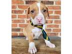Adopt Pancake a Tan/Yellow/Fawn American Pit Bull Terrier / Mixed dog in Phenix