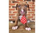 Adopt Crepe a Brown/Chocolate American Pit Bull Terrier / Mixed dog in Phenix