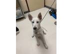 Adopt Snow a White Husky / Mixed dog in Irving, TX (41413492)