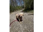 Adopt Gladys - Kitchener a Tan/Yellow/Fawn Mixed Breed (Small) / Mixed dog in
