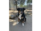Adopt Sam a Black Australian Shepherd / Mixed dog in Fresno, CA (41413138)