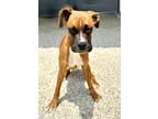 Adopt Buckwheat a Brown/Chocolate Boxer / Mixed dog in Gray, LA (41413558)