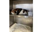 Adopt Ernestine a White Domestic Shorthair / Domestic Shorthair / Mixed cat in