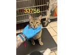 Adopt Oliver a Brown or Chocolate Domestic Shorthair / Domestic Shorthair /