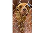 Adopt Bonnie a Tan/Yellow/Fawn Mastiff / Mixed dog in Everman, TX (40722763)