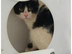 Adopt Outdoorsy Spot a White Domestic Shorthair / Domestic Shorthair / Mixed cat