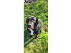 Adopt Edgar a Black Labrador Retriever / American Staffordshire Terrier / Mixed