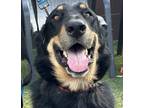 Adopt Baloo a Black German Shepherd Dog / Shepherd (Unknown Type) / Mixed dog in
