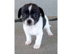 Adopt Aria a Black Spaniel (Unknown Type) / Mixed dog in Corona, CA (41377558)