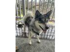 Adopt Josiah a Brindle Pomsky / Mixed dog in Redding, CA (41413412)