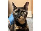 Adopt Petunia a Domestic Shorthair / Mixed cat in Spokane Valley, WA (41413409)