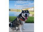 Adopt Ace a Black - with White Pomsky / Mixed dog in Port St Lucie
