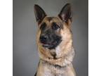 Adopt Pamela a German Shepherd Dog / Mixed dog in Houston, TX (41336180)