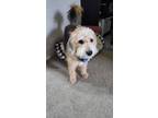 Adopt Daffy a Black - with Tan, Yellow or Fawn Poodle (Miniature) / Beagle /