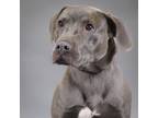 Adopt Gunner a Labrador Retriever / Weimaraner / Mixed dog in Houston
