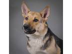 Adopt Sweet Dee a German Shepherd Dog / Mixed dog in Houston, TX (41391530)