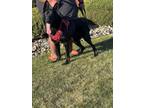 Adopt Loki a Black German Shepherd Dog dog in Grand Junction, CO (41413360)