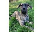 Adopt Dyson a Cane Corso / English Mastiff / Mixed dog in Penticton