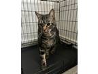 Adopt Luca a Tiger Striped Domestic Shorthair / Mixed (short coat) cat in Chula