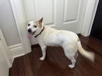 Adopt Dakota a Tricolor (Tan/Brown & Black & White) Terrier (Unknown Type