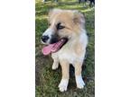 Adopt Mace a Tan/Yellow/Fawn - with White Border Collie / Shepherd (Unknown