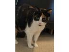 Adopt Jersey a Calico or Dilute Calico Calico / Mixed (short coat) cat in New
