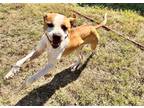 Adopt Buttercup a Terrier (Unknown Type, Medium) / Mixed dog in Shreveport
