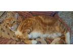 Adopt Pishi a Orange or Red Tabby Tabby / Mixed (medium coat) cat in Los