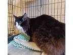 Adopt Benny a Black & White or Tuxedo Domestic Mediumhair (medium coat) cat in