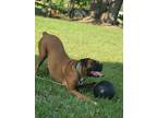 Adopt Lexi a Tan/Yellow/Fawn Boxer / Mixed dog in Kissimmee, FL (40930180)
