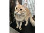 Adopt Peppe a Orange or Red Tabby Domestic Mediumhair / Mixed (medium coat) cat