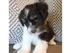 Schnauzer (Miniature) Puppy for sale in New Braunfels, TX, USA