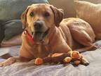 Adopt Dean a Tan/Yellow/Fawn Labrador Retriever dog in Atlanta, GA (41189993)