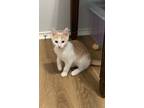 Adopt CJ a Domestic Mediumhair (long coat) cat in Dallas, TX (41407850)