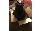 Adopt Bok Choy a Black (Mostly) Domestic Longhair / Mixed (long coat) cat in Las