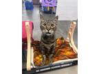 Adopt Camelot a Brown Tabby Domestic Shorthair cat in St Cloud, FL (41413241)