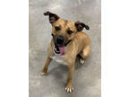 Adopt Junie a Tan/Yellow/Fawn Mixed Breed (Medium) / Mixed dog in Wichita Falls