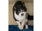 Adopt Amigo a All Black Domestic Shorthair / Domestic Shorthair / Mixed cat in