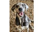 Adopt May a Merle Great Dane / Mixed Breed (Medium) / Mixed (short coat) dog in