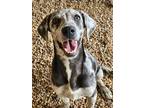 Adopt May a Gray/Blue/Silver/Salt & Pepper Great Dane / Mixed dog in Phenix