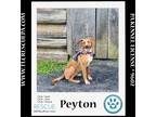 Adopt Peyton (The Police Pups) 030224 a Red/Golden/Orange/Chestnut Shepherd