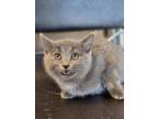 Adopt Jukebox a Gray or Blue Domestic Shorthair / Domestic Shorthair / Mixed