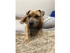 Adopt Jessie a Tan/Yellow/Fawn American Pit Bull Terrier / Mixed Breed (Medium)