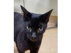 Adopt Adoa a All Black Domestic Shorthair / Mixed Breed (Medium) / Mixed (short